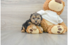 Small Yorkie Poo Baby