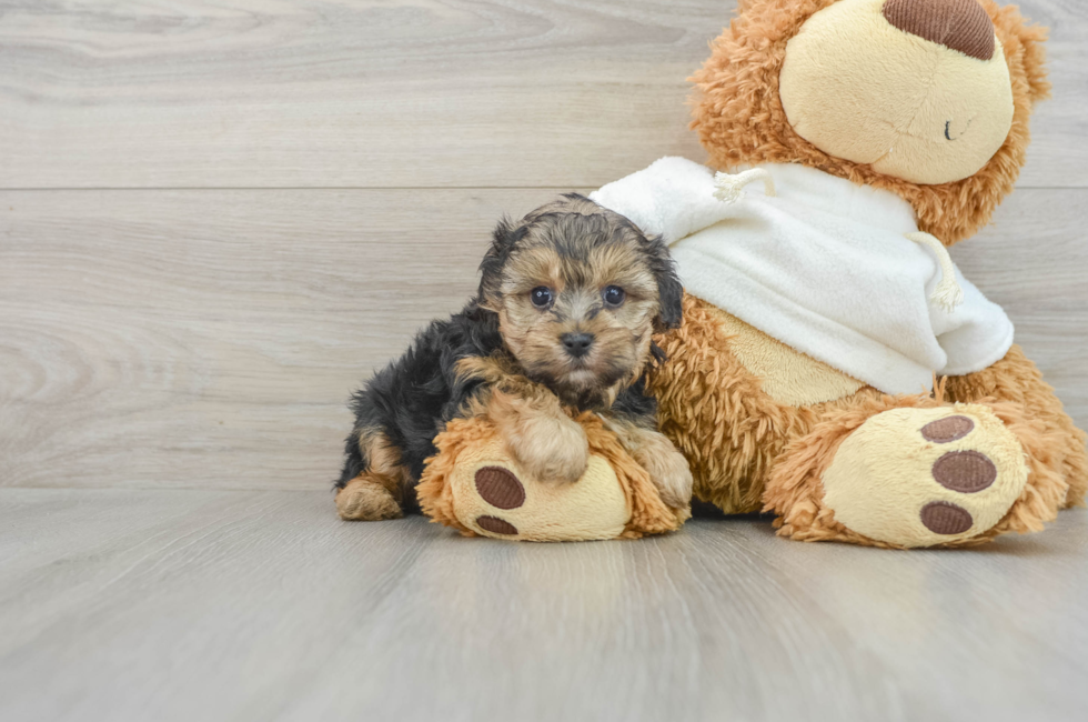 7 week old Yorkie Poo Puppy For Sale - Lone Star Pups