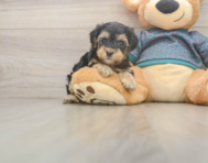 8 week old Yorkie Poo Puppy For Sale - Lone Star Pups