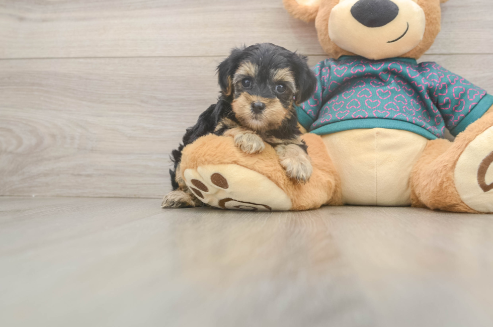 7 week old Yorkie Poo Puppy For Sale - Lone Star Pups