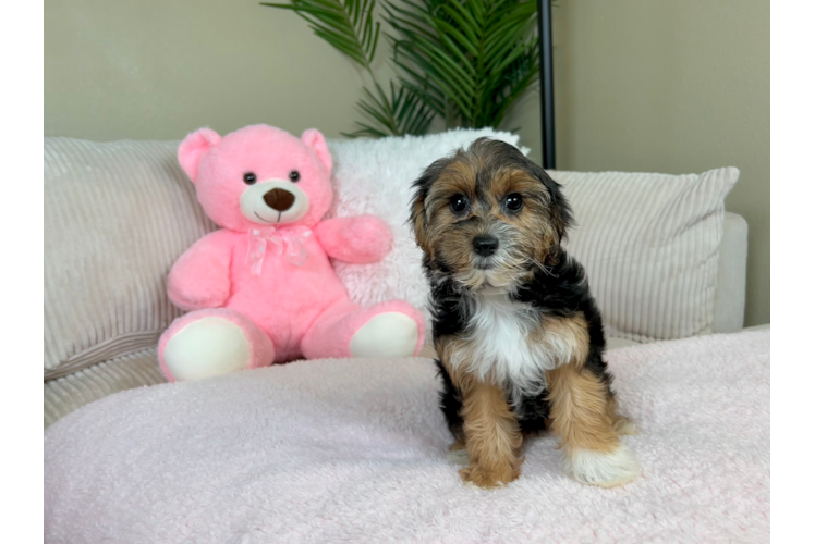Best Yorkie Poo Baby