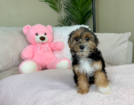10 week old Yorkie Poo Puppy For Sale - Lone Star Pups