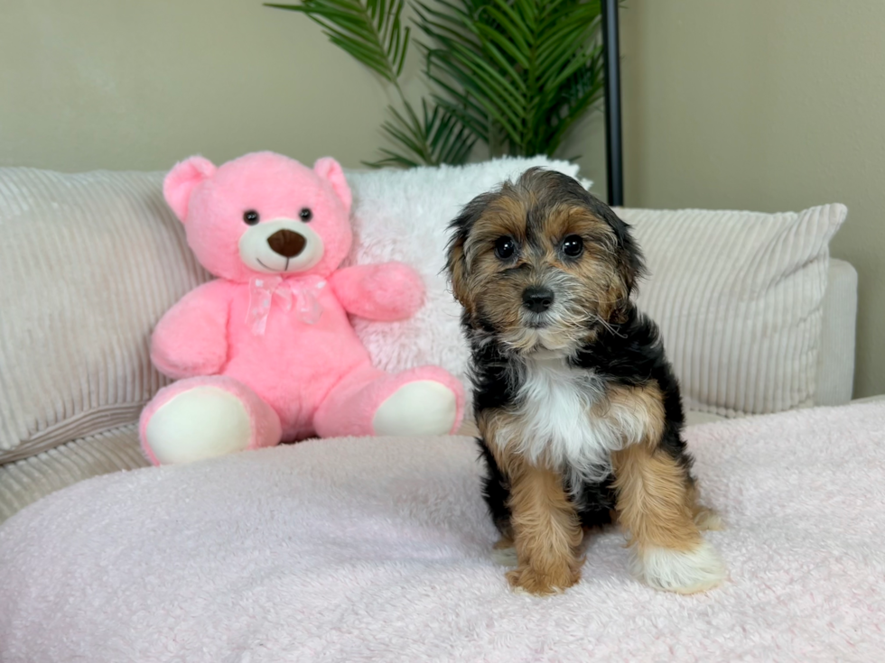 Best Yorkie Poo Baby