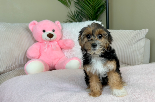 Best Yorkie Poo Baby