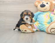 8 week old Yorkie Poo Puppy For Sale - Lone Star Pups