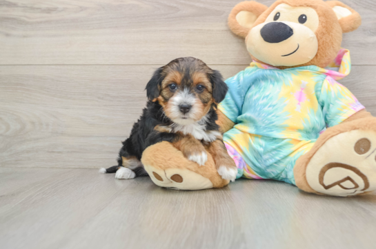 Energetic Yorkipoo Poodle Mix Puppy