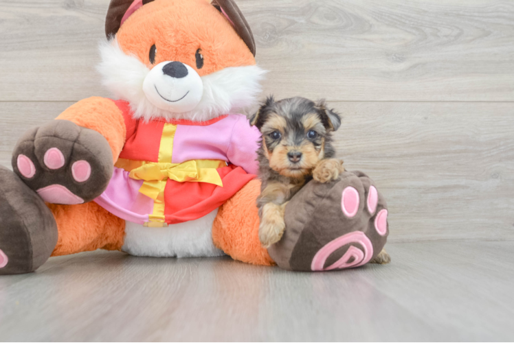 Fluffy Yorkie Poo Poodle Mix Pup