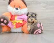 8 week old Yorkie Poo Puppy For Sale - Lone Star Pups