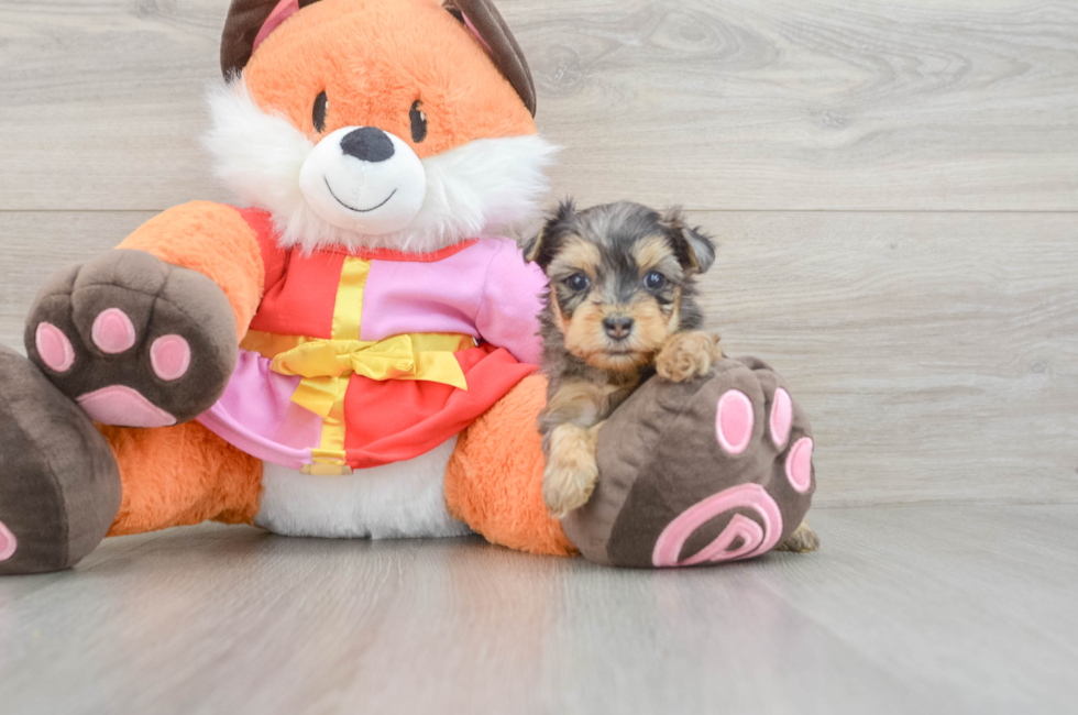 5 week old Yorkie Poo Puppy For Sale - Lone Star Pups