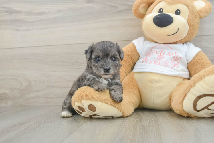 Best Yorkie Poo Baby