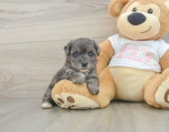 7 week old Yorkie Poo Puppy For Sale - Lone Star Pups
