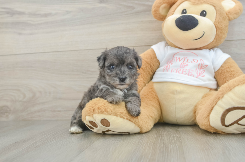 5 week old Yorkie Poo Puppy For Sale - Lone Star Pups