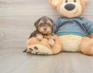 7 week old Yorkie Poo Puppy For Sale - Lone Star Pups