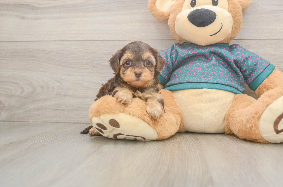 7 week old Yorkie Poo Puppy For Sale - Lone Star Pups
