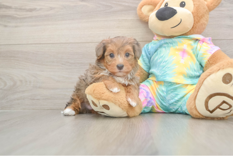 Yorkie Poo Pup Being Cute