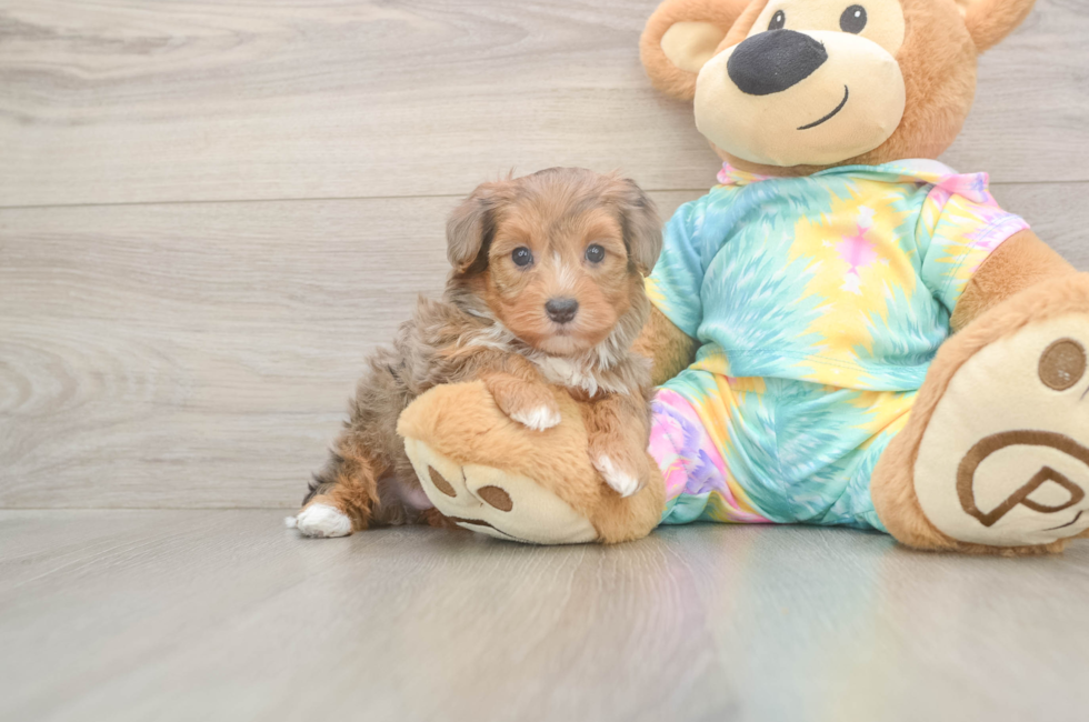 5 week old Yorkie Poo Puppy For Sale - Lone Star Pups