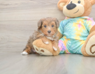 5 week old Yorkie Poo Puppy For Sale - Lone Star Pups 5 week old Yorkie Poo Puppy For Sale - Lone Star Pups