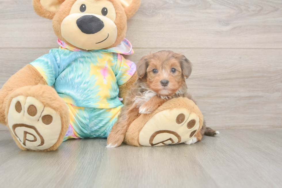 Energetic Yorkipoo Poodle Mix Puppy