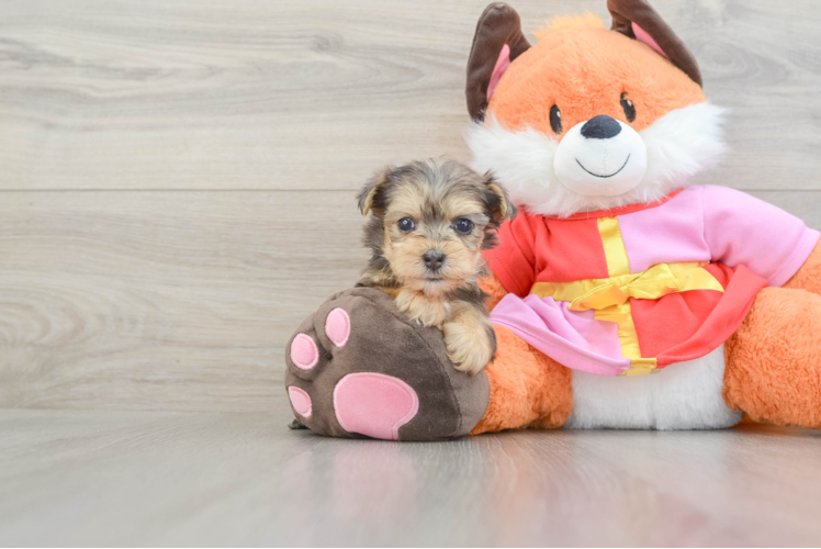 Hypoallergenic Yorkie Doodle Poodle Mix Puppy