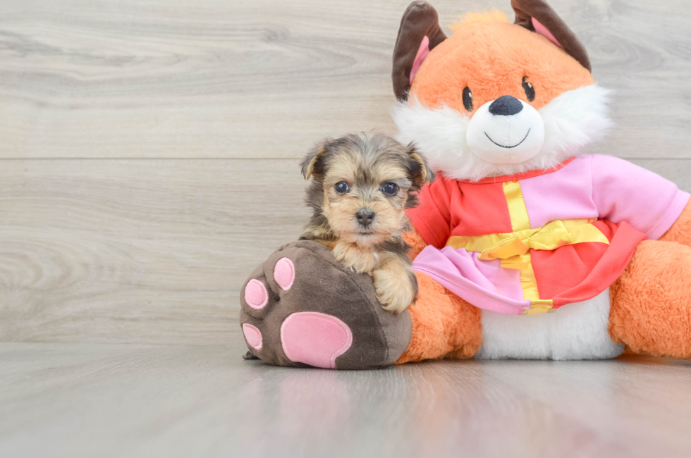 5 week old Yorkie Poo Puppy For Sale - Lone Star Pups
