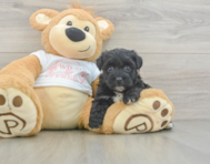 7 week old Yorkie Poo Puppy For Sale - Lone Star Pups