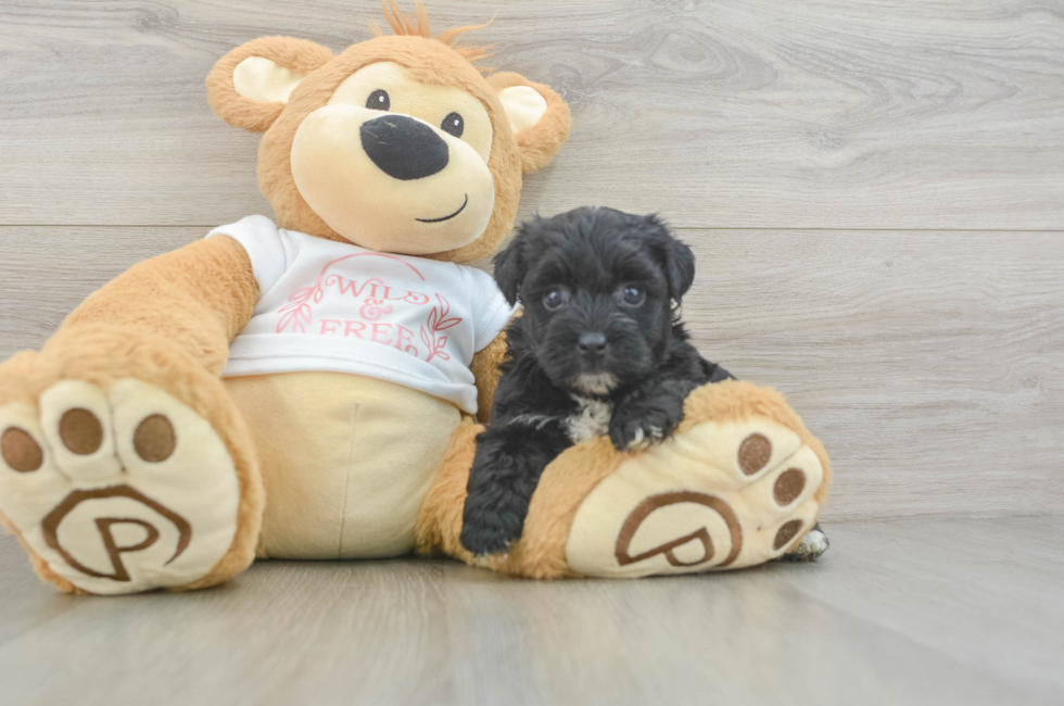 5 week old Yorkie Poo Puppy For Sale - Lone Star Pups