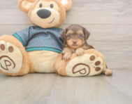 7 week old Yorkie Poo Puppy For Sale - Lone Star Pups