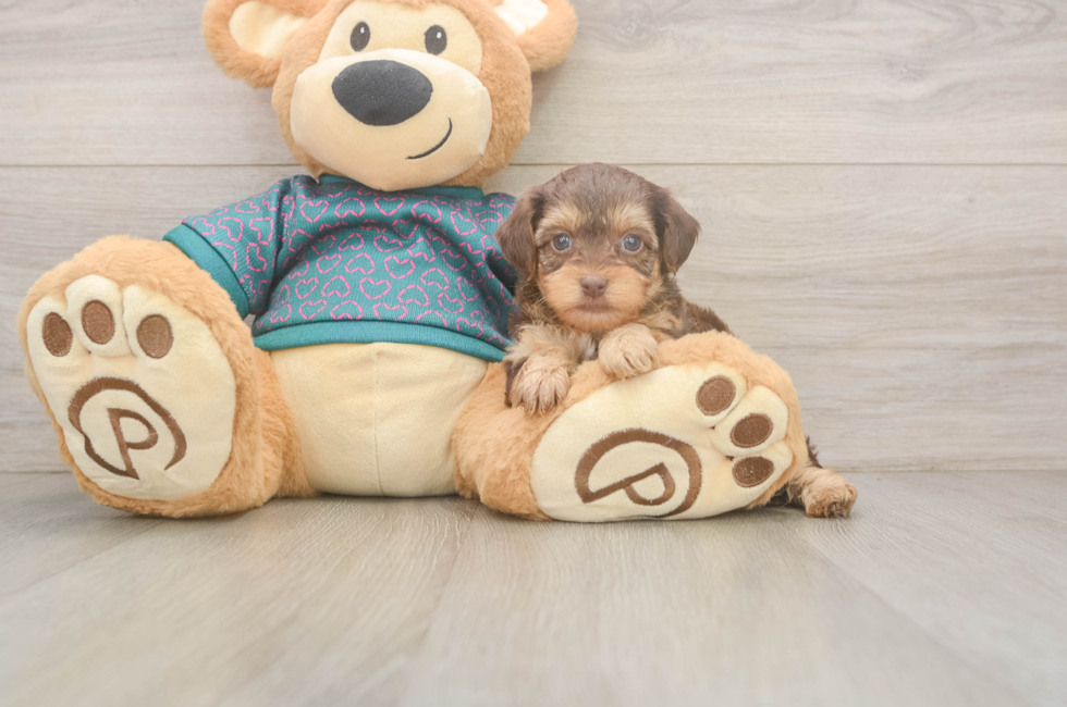 7 week old Yorkie Poo Puppy For Sale - Lone Star Pups