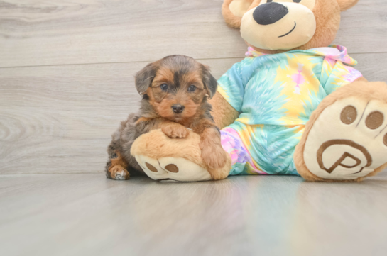 5 week old Yorkie Poo Puppy For Sale - Lone Star Pups Best Yorkie Poo Baby