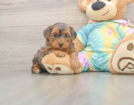 6 week old Yorkie Poo Puppy For Sale - Lone Star Pups 6 week old Yorkie Poo Puppy For Sale - Lone Star Pups