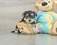 7 week old Yorkie Poo Puppy For Sale - Lone Star Pups