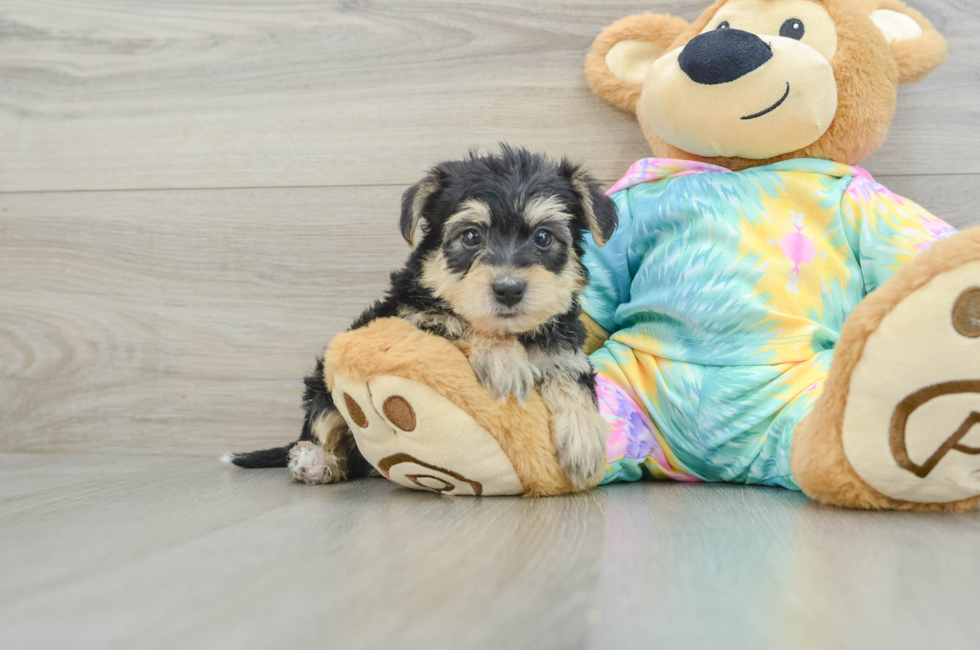 7 week old Yorkie Poo Puppy For Sale - Lone Star Pups