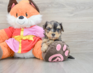 7 week old Yorkie Poo Puppy For Sale - Lone Star Pups