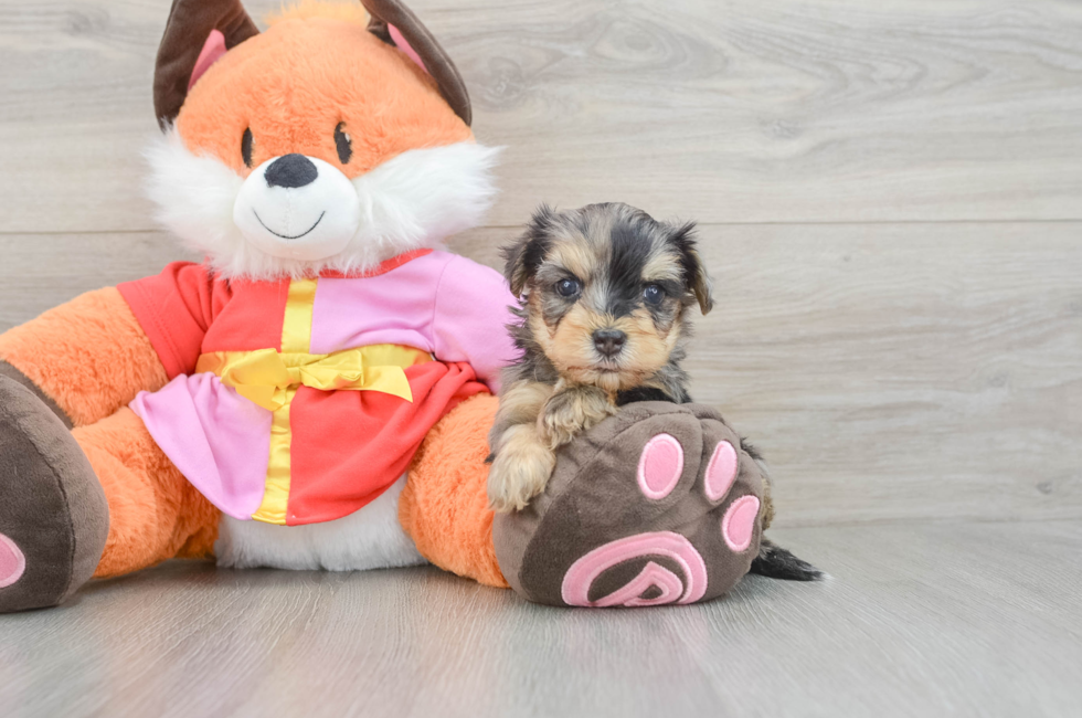 5 week old Yorkie Poo Puppy For Sale - Lone Star Pups