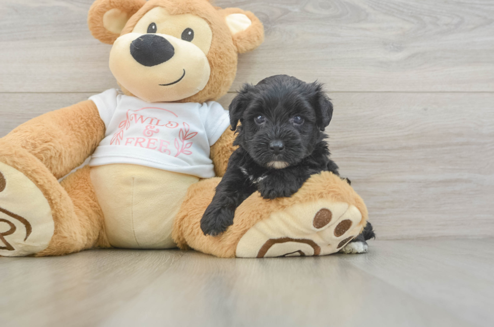 5 week old Yorkie Poo Puppy For Sale - Lone Star Pups