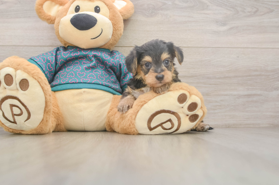 5 week old Yorkie Poo Puppy For Sale - Lone Star Pups