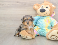 8 week old Yorkie Poo Puppy For Sale - Lone Star Pups