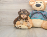 7 week old Yorkie Poo Puppy For Sale - Lone Star Pups