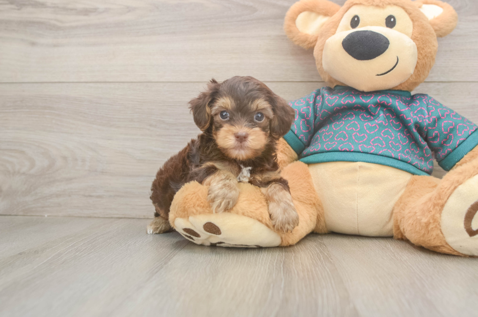 7 week old Yorkie Poo Puppy For Sale - Lone Star Pups