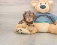7 week old Yorkie Poo Puppy For Sale - Lone Star Pups