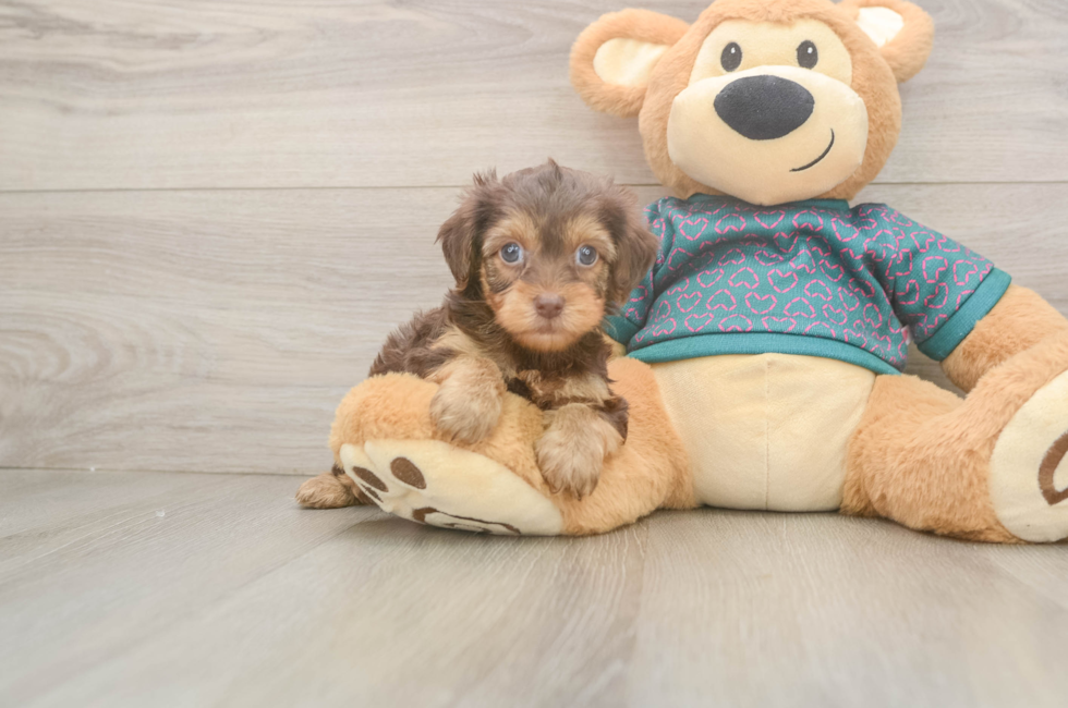 7 week old Yorkie Poo Puppy For Sale - Lone Star Pups