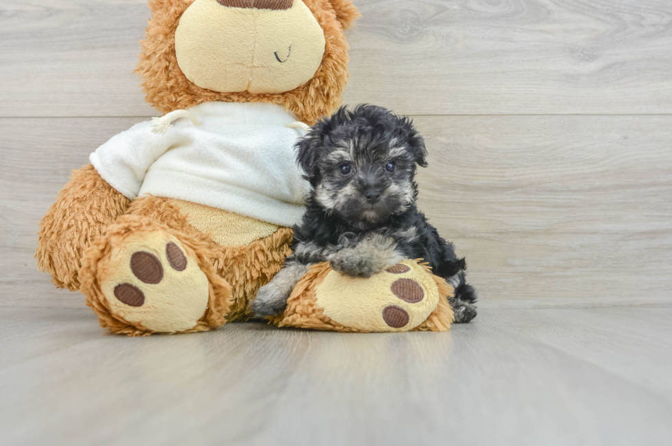 7 week old Yorkie Poo Puppy For Sale - Lone Star Pups