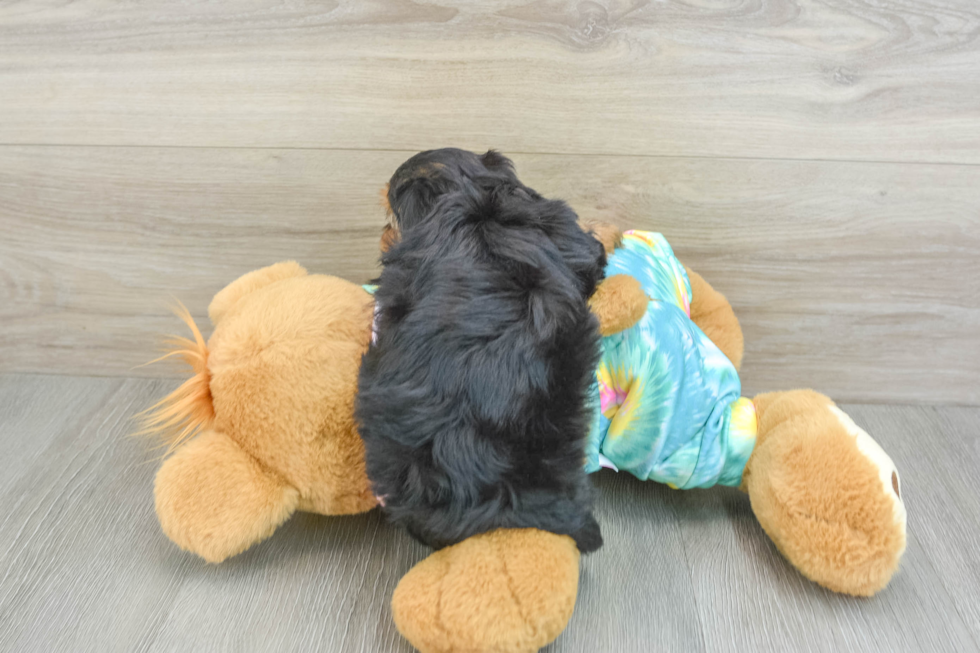 Fluffy Yorkie Poo Poodle Mix Pup