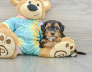 8 week old Yorkie Poo Puppy For Sale - Lone Star Pups