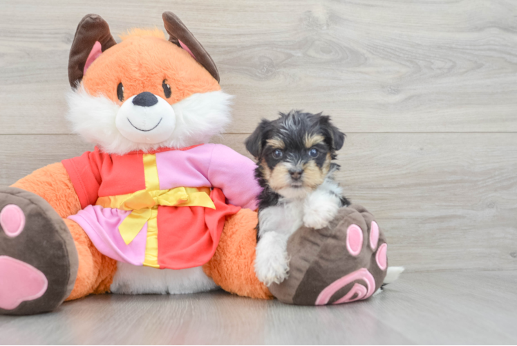 Yorkie Poo Puppy for Adoption