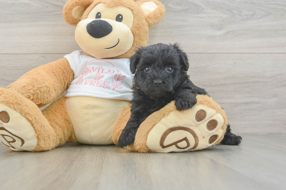 5 week old Yorkie Poo Puppy For Sale - Lone Star Pups