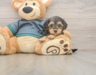 8 week old Yorkie Poo Puppy For Sale - Lone Star Pups