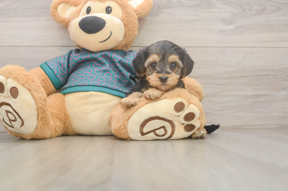 7 week old Yorkie Poo Puppy For Sale - Lone Star Pups