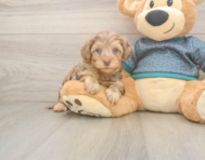 7 week old Yorkie Poo Puppy For Sale - Lone Star Pups