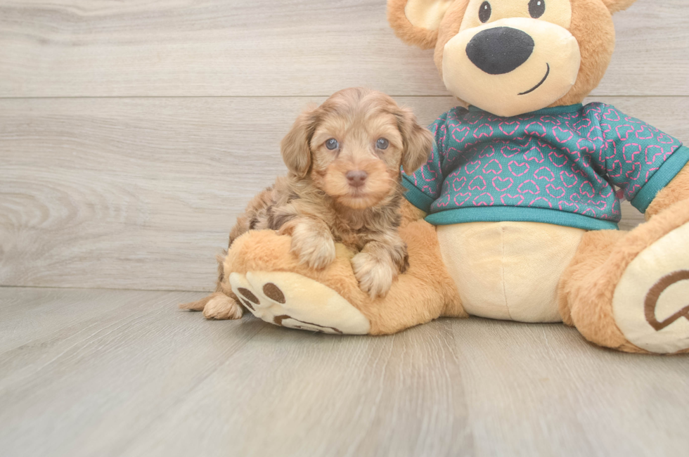 7 week old Yorkie Poo Puppy For Sale - Lone Star Pups
